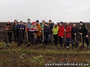 2 листопада 2016 року учні Олієво - Королівської ЗОШ I – II ступенів висаджували саджанці молодих дубочків на трасі Олієво- Королівка – Тиш